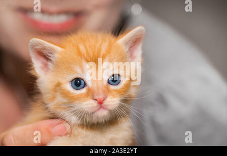 Adorabile piccola ginger tabby gattino con donna dettaglio in background. Il gatto domestico. Felis silvestris catus. Piccoli peluche di pet. Gli occhi blu guardando la fotocamera. Foto Stock