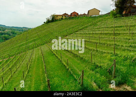 Vigneto Piemonte a fine aprile, filari di viti giovani sulla collina Foto Stock