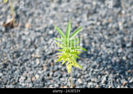 Pianta di cannabis nel giardino botanico sul terreno di pietra. Foto Stock
