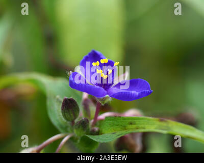 Primo piano di un bel blu dayflower (Commelina) con luminoso antere gialle Foto Stock