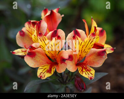 Bella vibrante arancio e giallo Alstroemeria (peruviano lily) fiori in un giardino Foto Stock