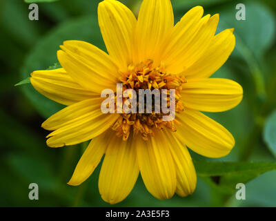 Primo piano di un giallo brillante Helianthus fiore in un giardino Foto Stock