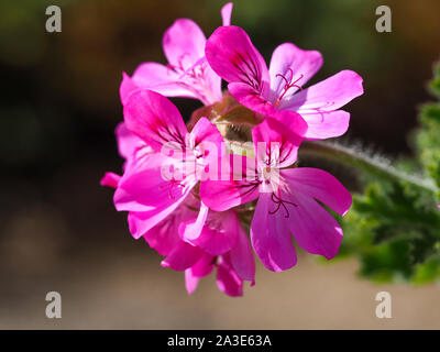 Primo piano di un bel rosa rosa geranio fiore (Pelargonium graveolens) in un giardino Foto Stock