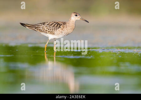 Ruff (Philomachus pugnax), la vista laterale di un bambino in piedi in acqua Foto Stock