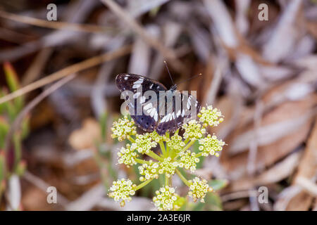 Bianco del sud Admiral butterfly Limenitis reducta sull'isola greca di Corfu Grecia Foto Stock