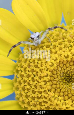 Oro ragno granchio (Misumena vatia), sul fiore di golden marguerite (Anthemis tinctoria), Germania Foto Stock