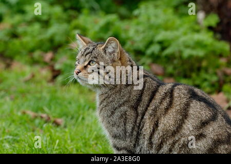 La Scottish wildcat è un gatto selvatico europeo popolazione in Scozia. Foto Stock