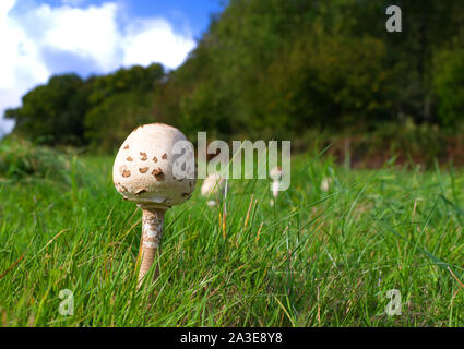 Close up di funghi nel campo Foto Stock