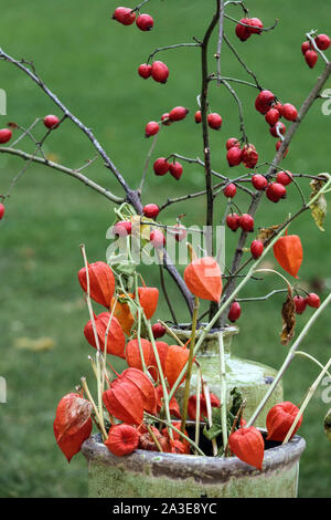 Disposizione di autunno in un vaso di ceramica, bacche di rosa canina, Physalis alkekengi Foto Stock