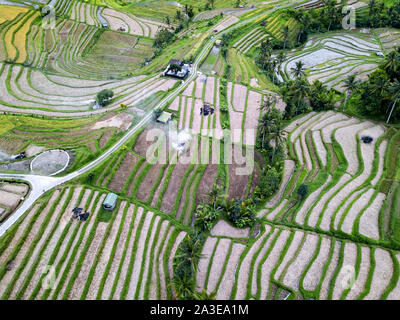 Vista aerea di terrazze di riso a Bali, in Indonesia Foto Stock