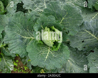 Grande organico pianta di cavolo con foglie coperta con dewdrops nel campo Foto Stock