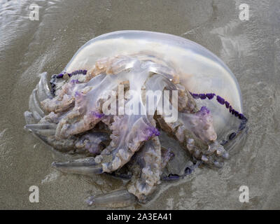 In prossimità di grandi morti canna medusa (Rhizostoma pulmo) sulla spiaggia Foto Stock