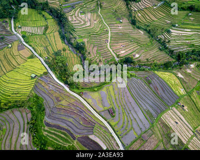 Vista aerea di terrazze di riso a Bali, in Indonesia Foto Stock