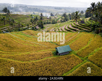 Vista aerea di terrazze di riso a Bali, in Indonesia Foto Stock