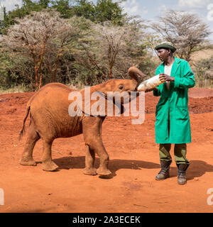 Africa, Kenya, Nairobi, orfano baby Elefante africano (Loxodonta africana) alimenta dal flacone detenute da custode offrendo latte a David Sheldrick Wildlife Trus Foto Stock