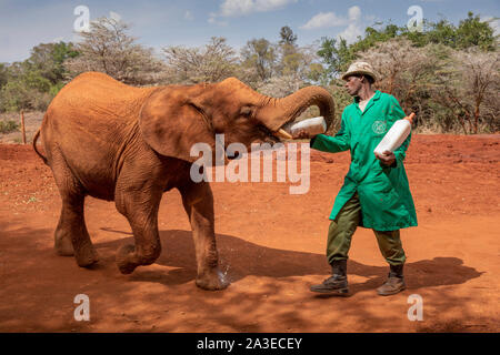 Africa, Kenya, Nairobi, orfano giovane elefante africano (Loxodonta africana) alimenta dal flacone detenute da custode offrendo latte a David Sheldrick Wildlife Tru Foto Stock