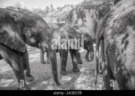Africa, Kenya, Nairobi, orfano baby Elefante africano (Loxodonta africana) raccolti insieme a David Sheldrick Wildlife Trust durante l'alimentazione di mezzogiorno Foto Stock