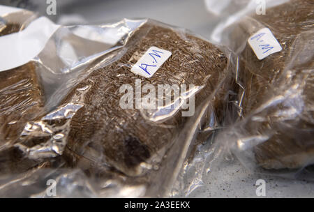 Monaco di Baviera, Germania. Xx Settembre, 2019. Hashish è sdraiato su un tavolo in un laboratorio del governo bavarese di polizia criminale (LKA). Credito: Sven Hoppe/dpa/Alamy Live News Foto Stock