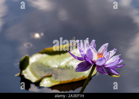 Grande Blu Skimmer Dragonfly Libellula vibrans su viola e bianco acqua giglio Nymphaea fiorisce in uno stagno con ninfee nel sud della Florida in estate. Foto Stock