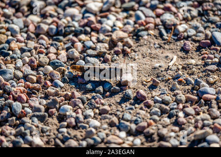 Grasshopper chiuso-accanto al lato del fiume Foto Stock