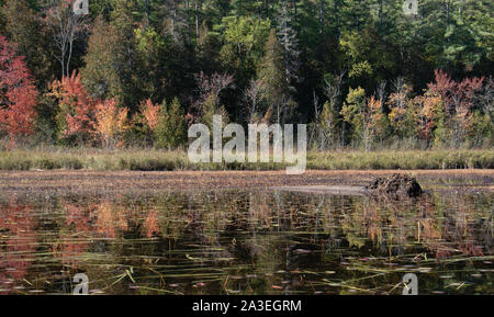 Colori autunnali in un misto di foresta boreale di Ontario del nord Foto Stock