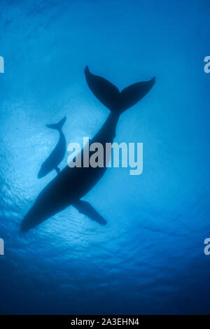 Humpback Whale, Megaptera novaeangliae, silhouette della madre e del vitello, Chichi-jima, Bonin Isole Isole Ogasawara, patrimonio mondiale naturale, Foto Stock