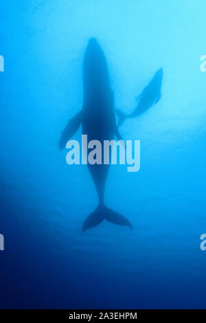 Humpback Whale, Megaptera novaeangliae, silhouette della madre e del vitello, Chichi-jima, Bonin Isole Isole Ogasawara, patrimonio mondiale naturale, Foto Stock