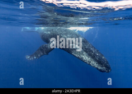 Humpback Whale, Megaptera novaeangliae, Chichi-jima, Bonin Isole Isole Ogasawara, patrimonio mondiale naturale, Tokyo, Giappone, Oceano Pacifico Foto Stock