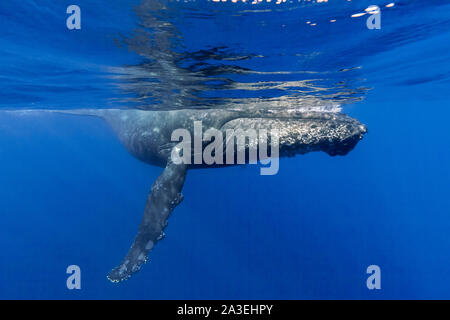 Humpback Whale, Megaptera novaeangliae, Chichi-jima, Bonin Isole Isole Ogasawara, patrimonio mondiale naturale, Tokyo, Giappone, Oceano Pacifico Foto Stock