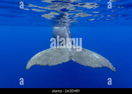 Humpback Whale, Megaptera novaeangliae, Chichi-jima, Bonin Isole Isole Ogasawara, patrimonio mondiale naturale, Tokyo, Giappone, Oceano Pacifico Foto Stock