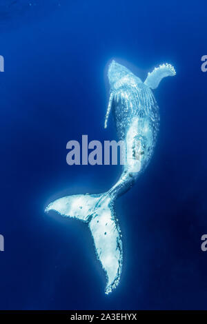 Humpback Whale, Megaptera novaeangliae, Chichi-jima, Bonin Isole Isole Ogasawara, patrimonio mondiale naturale, Tokyo, Giappone, Oceano Pacifico Foto Stock