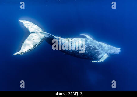 Humpback Whale, Megaptera novaeangliae, Chichi-jima, Bonin Isole Isole Ogasawara, patrimonio mondiale naturale, Tokyo, Giappone, Oceano Pacifico Foto Stock