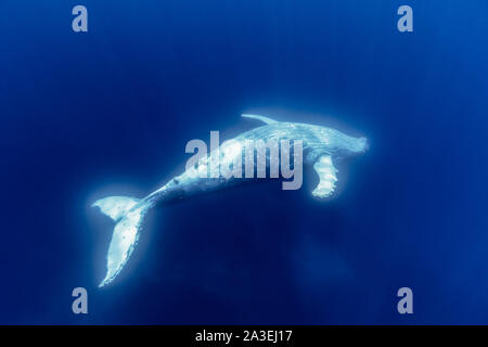 Humpback Whale, Megaptera novaeangliae, Chichi-jima, Bonin Isole Isole Ogasawara, patrimonio mondiale naturale, Tokyo, Giappone, Oceano Pacifico Foto Stock