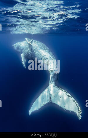 Humpback Whale, Megaptera novaeangliae, Chichi-jima, Bonin Isole Isole Ogasawara, patrimonio mondiale naturale, Tokyo, Giappone, Oceano Pacifico Foto Stock