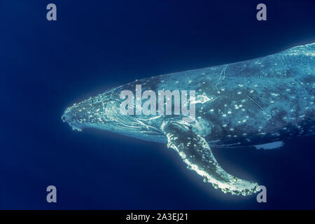 Humpback Whale, Megaptera novaeangliae, Chichi-jima, Bonin Isole Isole Ogasawara, patrimonio mondiale naturale, Tokyo, Giappone, Oceano Pacifico Foto Stock