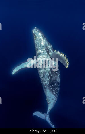 Humpback Whale, Megaptera novaeangliae, Chichi-jima, Bonin Isole Isole Ogasawara, patrimonio mondiale naturale, Tokyo, Giappone, Oceano Pacifico Foto Stock