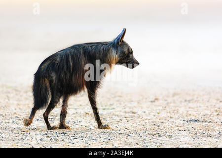 Unico marrone iena vista laterale a piedi nel deserto di Kgalagadi. Hyaena brunnea, Sud Africa Foto Stock