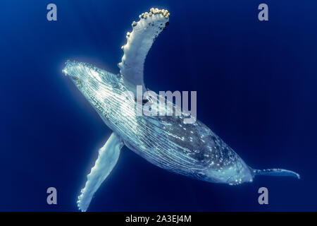 Humpback Whale, Megaptera novaeangliae, Chichi-jima, Bonin Isole Isole Ogasawara, patrimonio mondiale naturale, Tokyo, Giappone, Oceano Pacifico Foto Stock