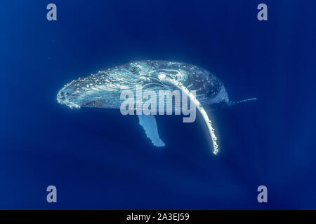 Humpback Whale, Megaptera novaeangliae, Chichi-jima, Bonin Isole Isole Ogasawara, patrimonio mondiale naturale, Tokyo, Giappone, Oceano Pacifico Foto Stock