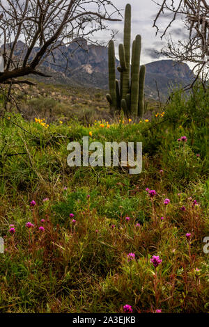 Deserto dei panneggi montare per un re in stato di Catalina Park nel sud dell'Arizona. Foto Stock