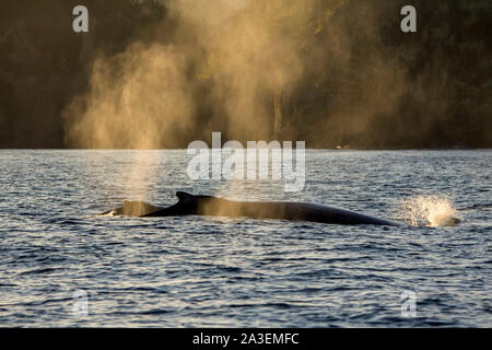 Humpback Whale, Megaptera novaeangliae, schizzando, Chichi-jima, Bonin Isole Isole Ogasawara, patrimonio mondiale naturale a Tokyo, in Giappone, il pacifico O Foto Stock