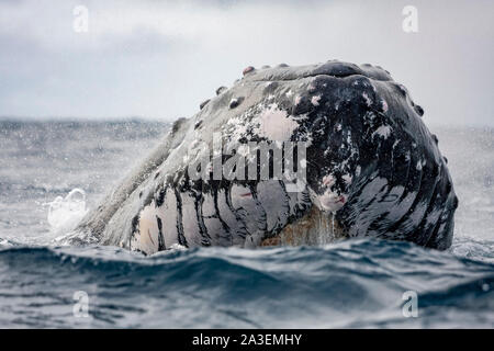 Humpback Whale, Megaptera novaeangliae, Chichi-jima, Bonin Isole Isole Ogasawara, patrimonio mondiale naturale, Tokyo, Giappone, Oceano Pacifico Foto Stock