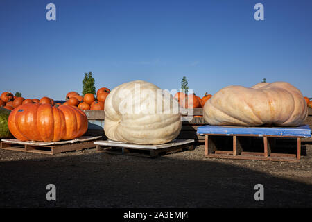 Le zucche giganti sono visibili in esposizione nella Bauman's Farm di Gervais, Oregon, sabato 5 ottobre 2019. Foto Stock