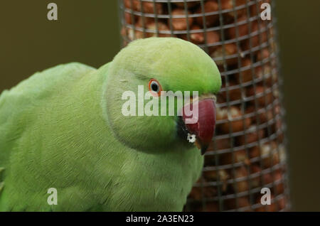 Un colpo alla testa di un anello di colli o rosa-inanellati parrocchetto alimentazione da un alimentatore di arachidi. È IL REGNO UNITO più abbondanti naturalizzato parrot. Foto Stock