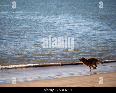 Wet golden retriever cane che corre lungo il mare sulla spiaggia Foto Stock