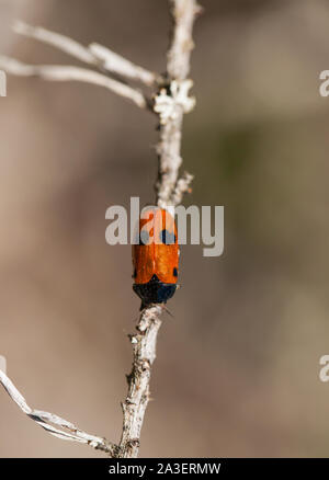 Quattro foglie maculato beetle Foto Stock