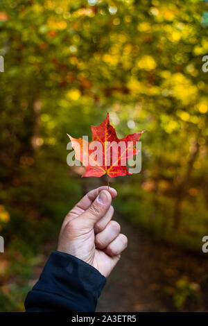 Uomo con orange Foglia di acero all'inizio dell'autunno in Canada., molto sfondo sfocato, piccole profondità di campo Foto Stock