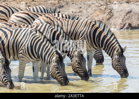 Ritratto mandria di zebre in una fila di bere a waterhole nella luce del sole Foto Stock