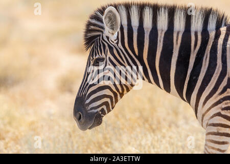 Chiudi vista laterale verticale wildlife zebra nella savana naturale prateria Foto Stock
