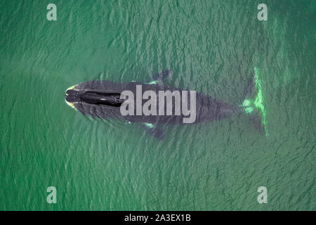 Vista aerea di una balena bowhead, Balaena mysticetus, Mare di Ohotsk, Russia orientale. Foto Stock